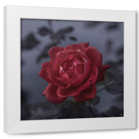 Red Rose White Modern Wood Framed Art Print by Lee, Judson