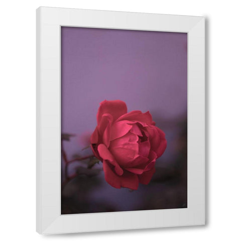Pinky Rose White Modern Wood Framed Art Print by Lee, Judson