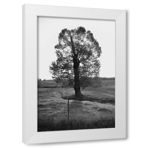 Giant Tree White Modern Wood Framed Art Print by Lee, Judson