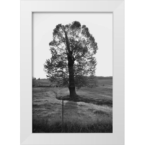 Giant Tree White Modern Wood Framed Art Print by Lee, Judson