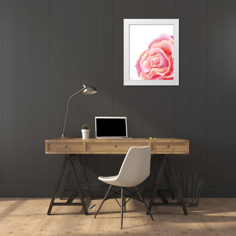 Pink Rose II White Modern Wood Framed Art Print by Fay, Mela