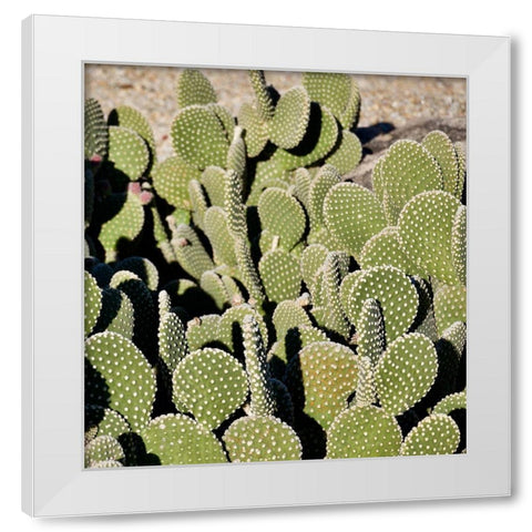 Cactus White Modern Wood Framed Art Print by Singleton, Ashley