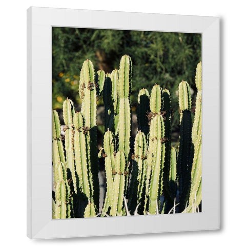 Cactus IX White Modern Wood Framed Art Print by Singleton, Ashley