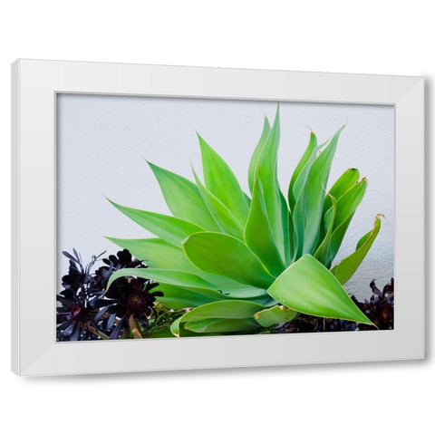 Succulent I White Modern Wood Framed Art Print by Singleton, Ashley