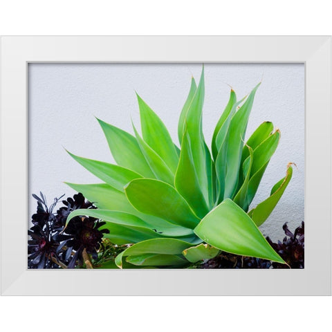Succulent I White Modern Wood Framed Art Print by Singleton, Ashley