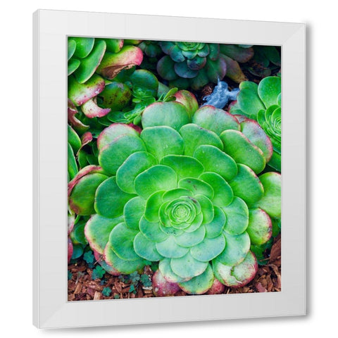 Succulent IV White Modern Wood Framed Art Print by Singleton, Ashley