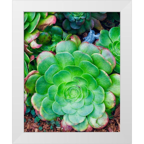 Succulent IV White Modern Wood Framed Art Print by Singleton, Ashley