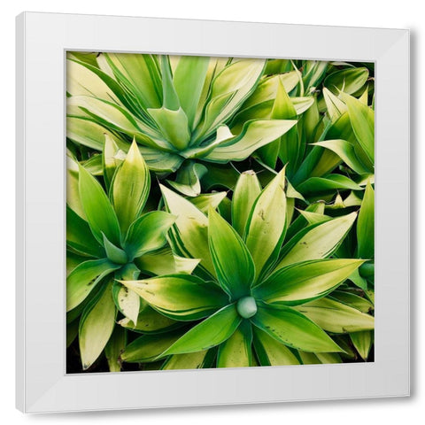 Succulent V White Modern Wood Framed Art Print by Singleton, Ashley