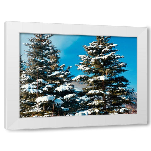 Evergreens White Modern Wood Framed Art Print by Singleton, Ashley