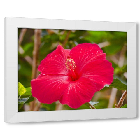 Raindrops on Hibiscus White Modern Wood Framed Art Print by Singleton, Ashley