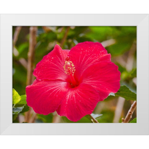 Raindrops on Hibiscus White Modern Wood Framed Art Print by Singleton, Ashley