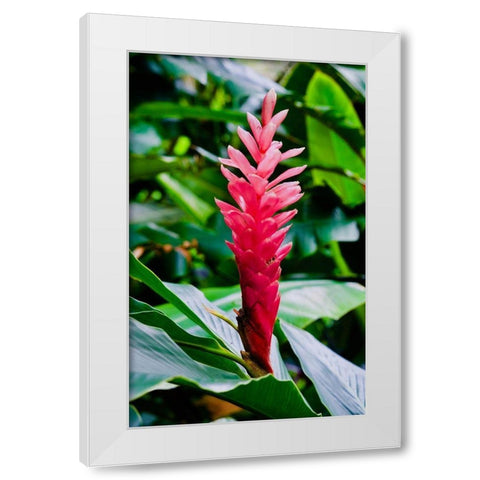 Pinky White Modern Wood Framed Art Print by Singleton, Ashley