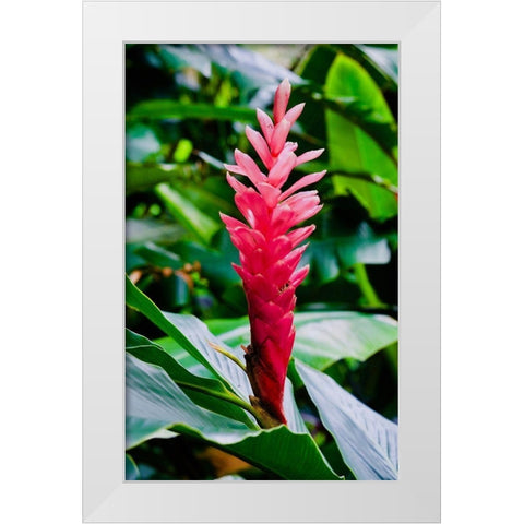 Pinky White Modern Wood Framed Art Print by Singleton, Ashley