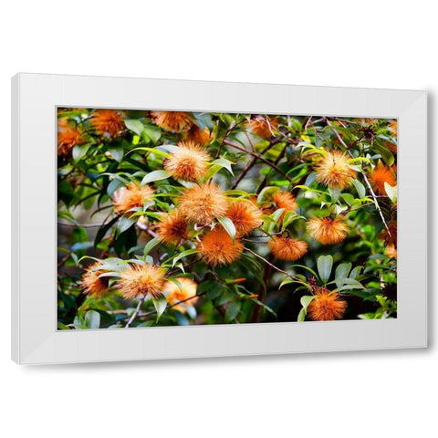 Orange Guys White Modern Wood Framed Art Print by Singleton, Ashley