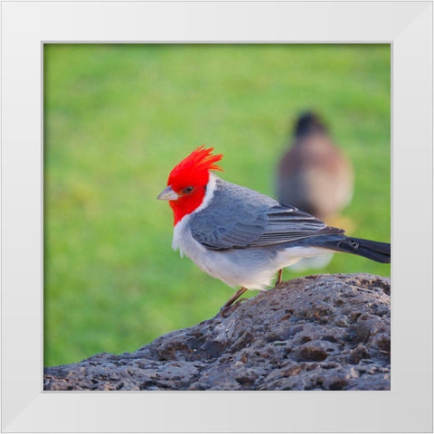 Red Head White Modern Wood Framed Art Print by Singleton, Ashley