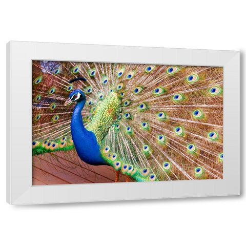 Plume II White Modern Wood Framed Art Print by Singleton, Ashley