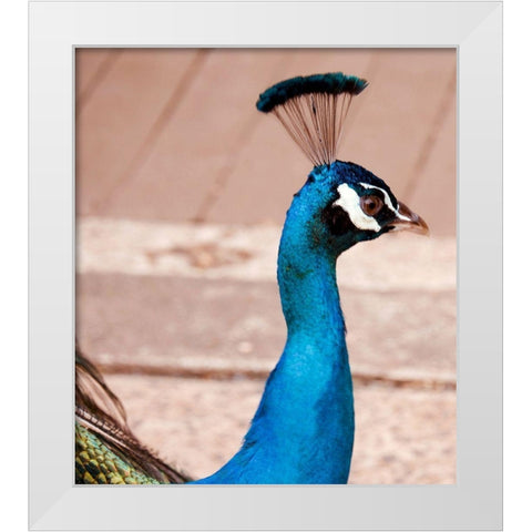 Peacock White Modern Wood Framed Art Print by Singleton, Ashley