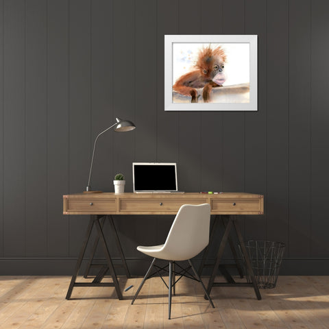 Baby Monkey White Modern Wood Framed Art Print by Shefranov, Olga