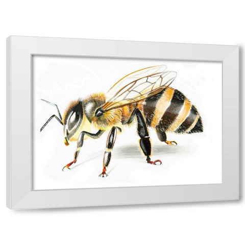 Bee II White Modern Wood Framed Art Print by Shefranov, Olga