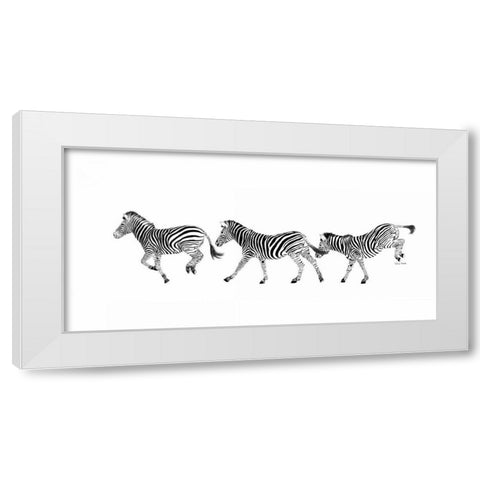 Dancing Zebras White Modern Wood Framed Art Print by Murdock, Ramona