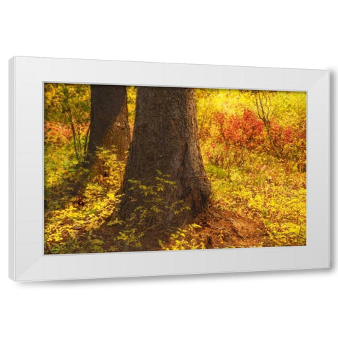 Forest Sunstream White Modern Wood Framed Art Print by Murdock, Ramona