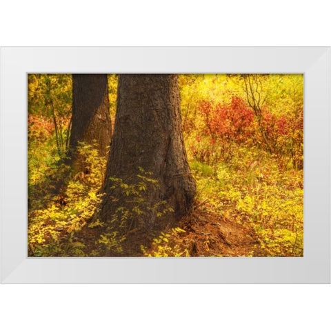 Forest Sunstream White Modern Wood Framed Art Print by Murdock, Ramona