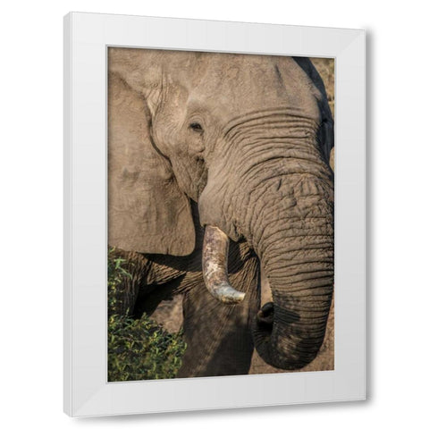 The Big Boss White Modern Wood Framed Art Print by Murdock, Ramona