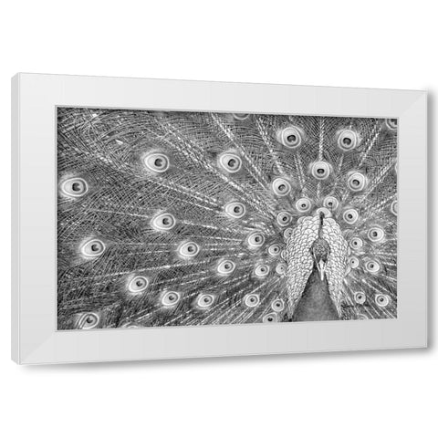 Peacock White Modern Wood Framed Art Print by Murdock, Ramona