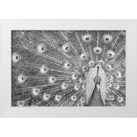 Peacock White Modern Wood Framed Art Print by Murdock, Ramona