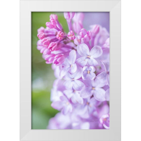 Spring Lilacs II White Modern Wood Framed Art Print by Murdock, Ramona