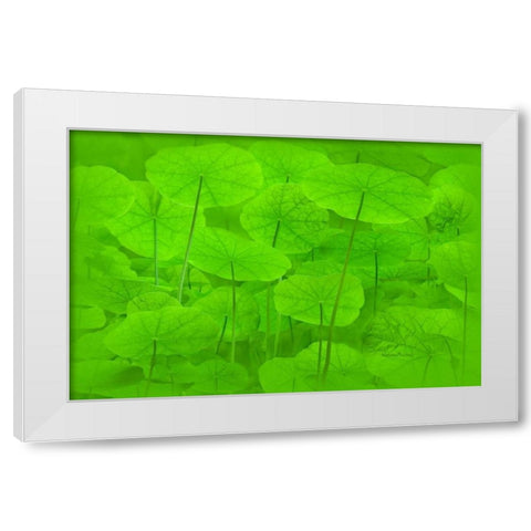 Spring Green I White Modern Wood Framed Art Print by Murdock, Ramona