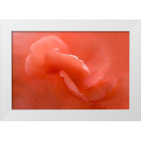 Peach Begonia Up Close White Modern Wood Framed Art Print by Murdock, Ramona