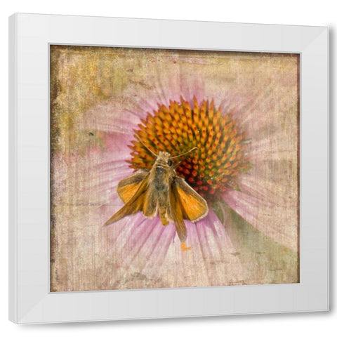 Mealy Moth White Modern Wood Framed Art Print by Murdock, Ramona