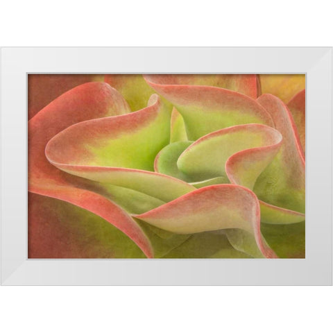 Kalanchoe Luciae The Beautiful White Modern Wood Framed Art Print by Murdock, Ramona