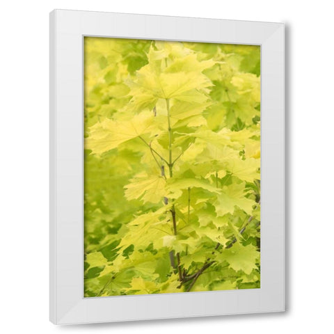 Spring Leaves III White Modern Wood Framed Art Print by Murdock, Ramona