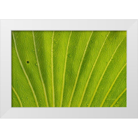 Almost Perfect White Modern Wood Framed Art Print by Murdock, Ramona