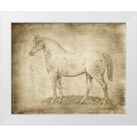 Horse Anatomy 101 White Modern Wood Framed Art Print by Murdock, Ramona