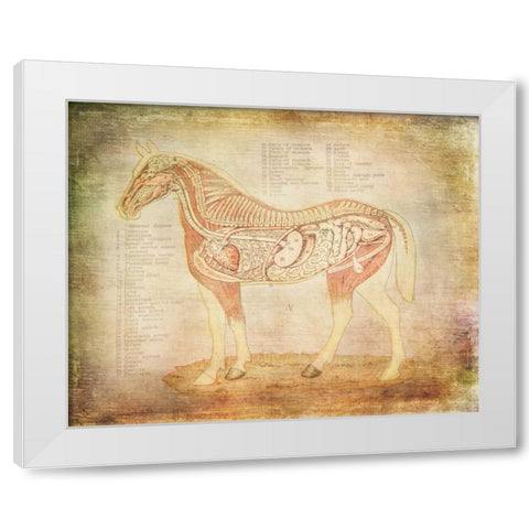 Horse Anatomy 201 White Modern Wood Framed Art Print by Murdock, Ramona