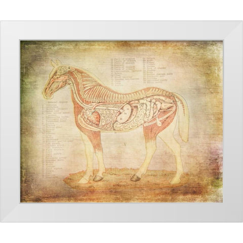 Horse Anatomy 201 White Modern Wood Framed Art Print by Murdock, Ramona
