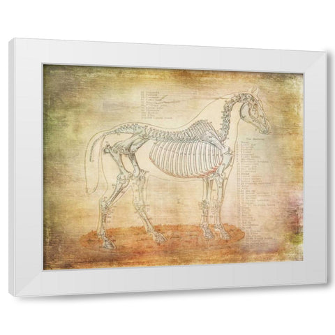 Horse Anatomy 301 White Modern Wood Framed Art Print by Murdock, Ramona