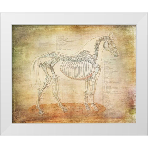 Horse Anatomy 301 White Modern Wood Framed Art Print by Murdock, Ramona
