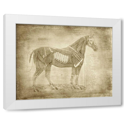 Horse Anatomy 401 White Modern Wood Framed Art Print by Murdock, Ramona