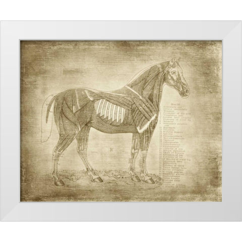 Horse Anatomy 401 White Modern Wood Framed Art Print by Murdock, Ramona