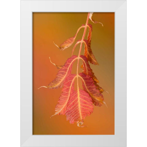 Sumac Twig White Modern Wood Framed Art Print by Murdock, Ramona
