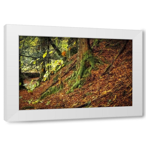 Ancient Trees White Modern Wood Framed Art Print by Murdock, Ramona