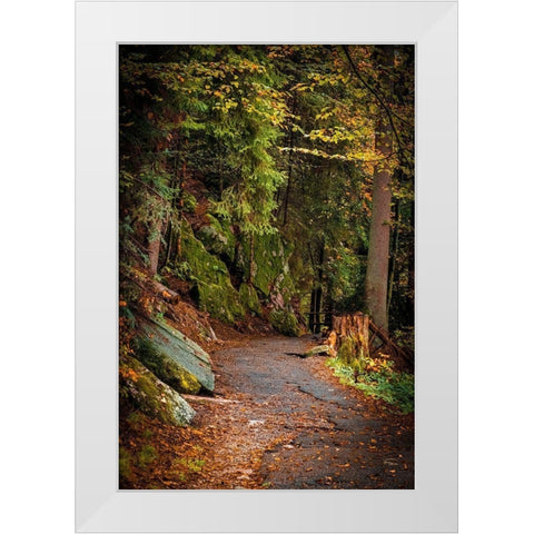 Foret Path White Modern Wood Framed Art Print by Murdock, Ramona