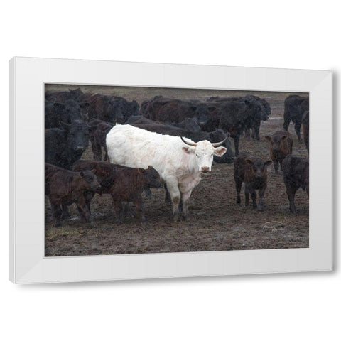 White Steer White Modern Wood Framed Art Print by Murdock, Ramona