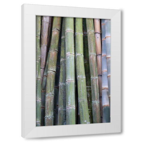 Bamboo Fence White Modern Wood Framed Art Print by Murdock, Ramona