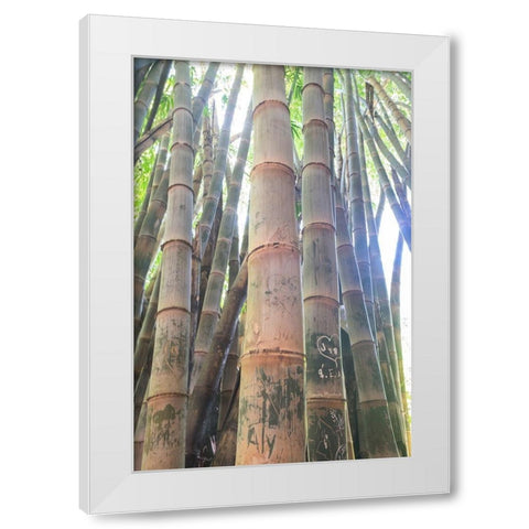 Bamboo Grove Sunburst White Modern Wood Framed Art Print by Murdock, Ramona