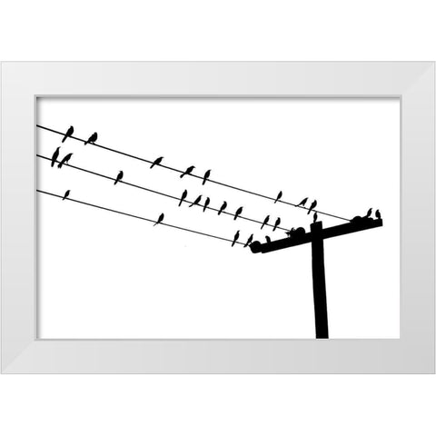 Bird Neighborhood White Modern Wood Framed Art Print by Murdock, Ramona
